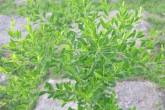 Securinega suffruticosa