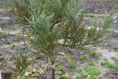 Sequoiadendron giganteum