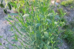 Spartium junceum