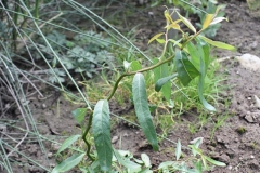 Stranvaesia davidiana