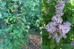 Syringa josikaea