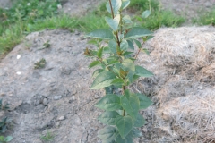 Syringa pekinensis