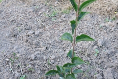 Syringa pubescens