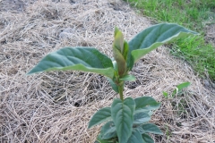 Syringa wolfii