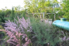 Tamarix sp.