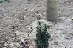 Taxus baccata BABARITS EXPRESS