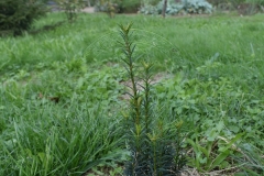 Taxus baccata LAKATOS