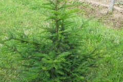 Taxus baccata