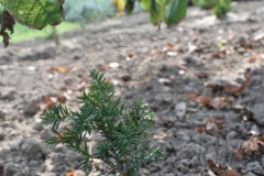Taxus x media BROWNII