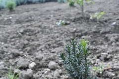 Taxus x media HILLII