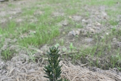 Taxus x media STRICTA VIRIDIS