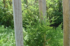 Thuja occidentalis BRABANT