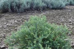 Thuja occidentalis ERICOIDES
