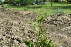 Thuja occidentalis GOLDPERLE