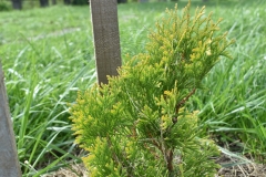 Thuja occidentalis JANTAR ®