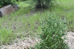 Thuja occidentalis KOBOLD