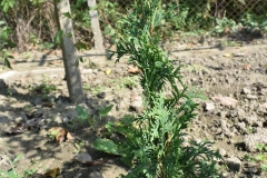 Thuja occidentalis MALONYANA