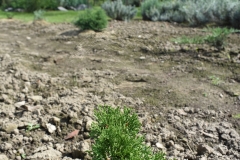 Thuja occidentalis MIKY
