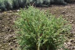 Thuja occidentalis MR BOWLING BALL