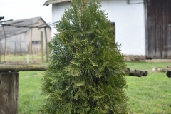 Thuja occidentalis Malonyana
