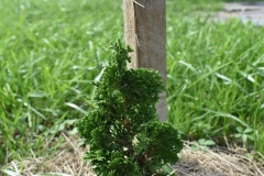 Thuja occidentalis SPIRALIS MINI