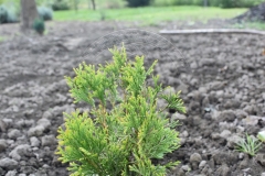 Thuja occidentalis SZŐLŐSI