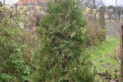Thuja occidentalis Smaragd