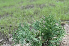 Thuja occidentalis TINY TIM