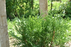Thuja occidentalis ZÁKÁNY SÖVÉNY