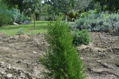 Thuja orientalis MINIMA