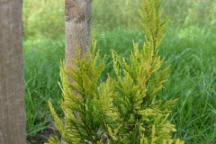 Thuja plicata 4EVER GOLDY ®