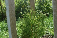 Thuja plicata COMPACTA ELEGANS
