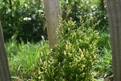 Thuja plicata KORNIK