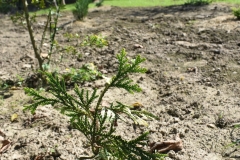 Thujopsis dolabrata