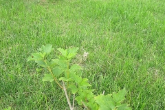 Viburnum sargenti