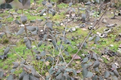 Viburnum x bukwoodii