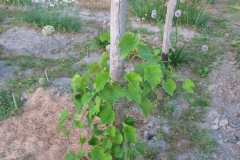 Vitis amurensis
