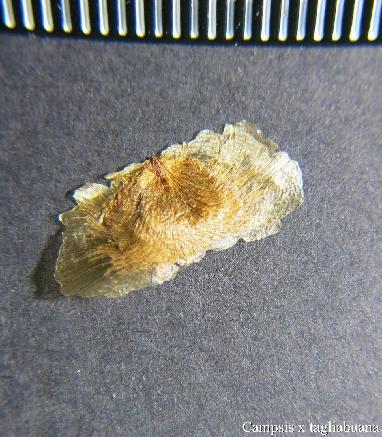Campsis-x-tagliabuana