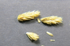 Achillea-filipendulina