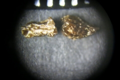 Aconitum-lasiostomum