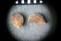 Actea-acuminata