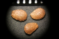 Actinidia-arguta