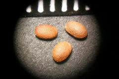 Actinidia-kolomikta