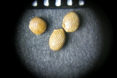 Actinidia-polygama
