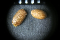 Actinidia-purpurea