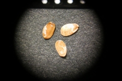 Adenophora-bulleyana