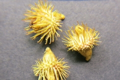Agrimonia-eupatoria