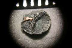 Allium-nigrum