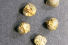 Ampelopsis-glandulosa-var.-brevipedunculata