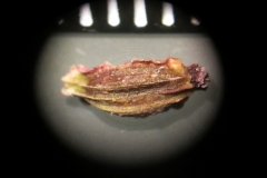 Angelica-gigas
